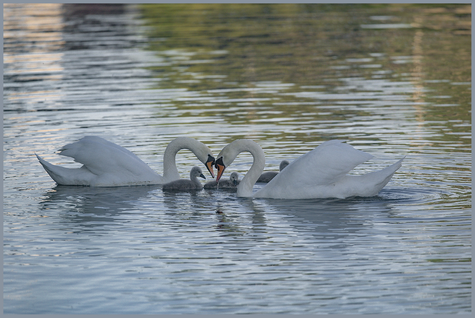 Ulm - Friedrichsau - Donau - "Zuneigung"