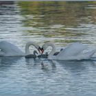 Ulm - Friedrichsau - Donau - "Zuneigung"