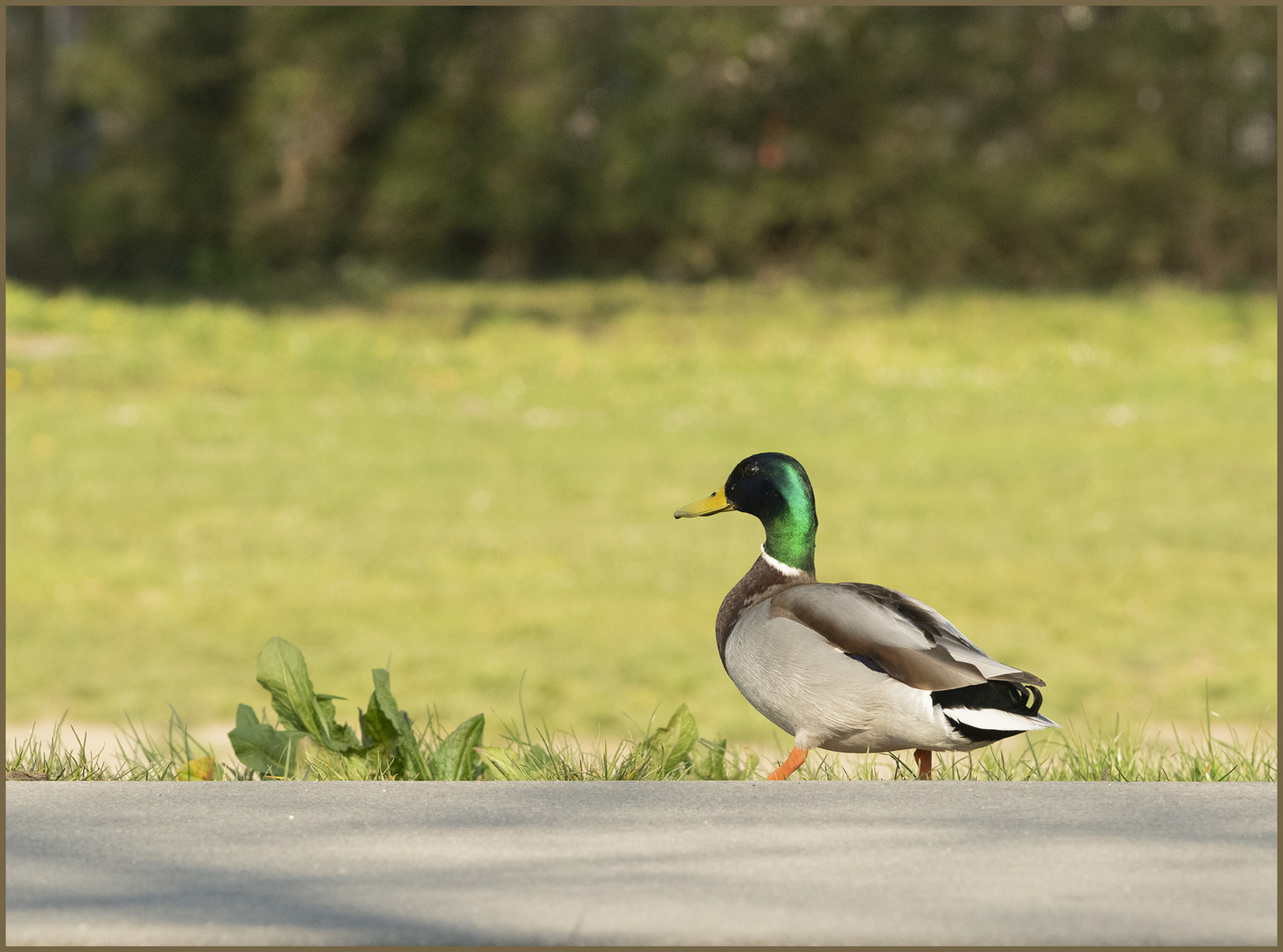 Ulm - Friedrichsau - "I´m walking......."