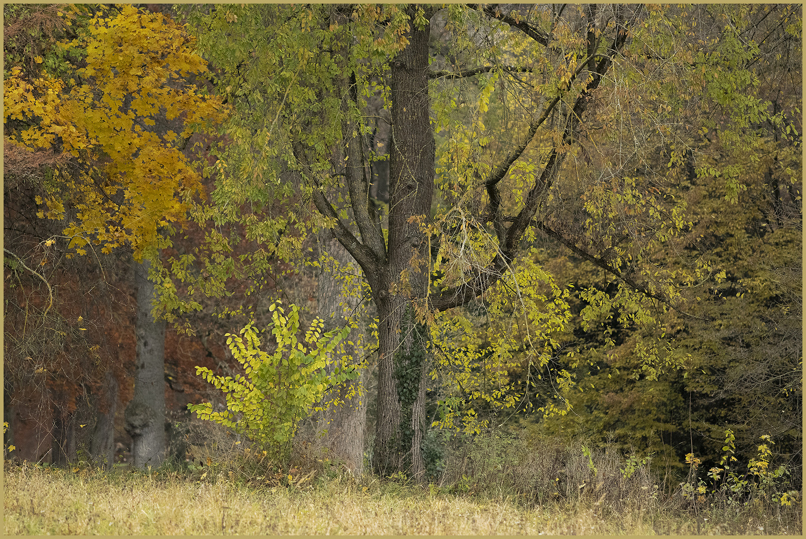 Ulm - Friedrichsau - Natur & Komposition 