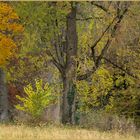 Ulm - Friedrichsau - Natur & Komposition 