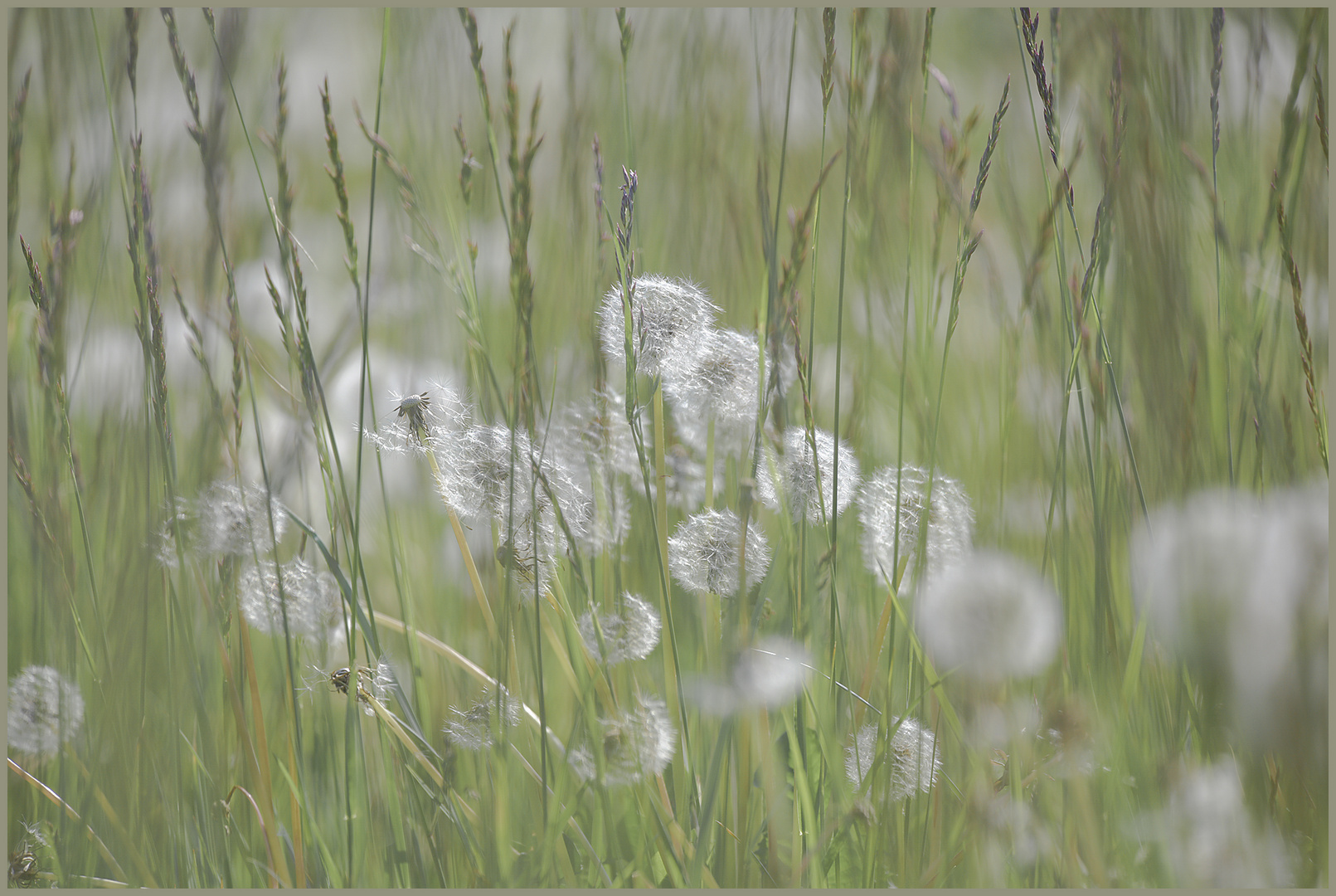 Ulm - Friedrichsau - "Pusteblumenwelt"