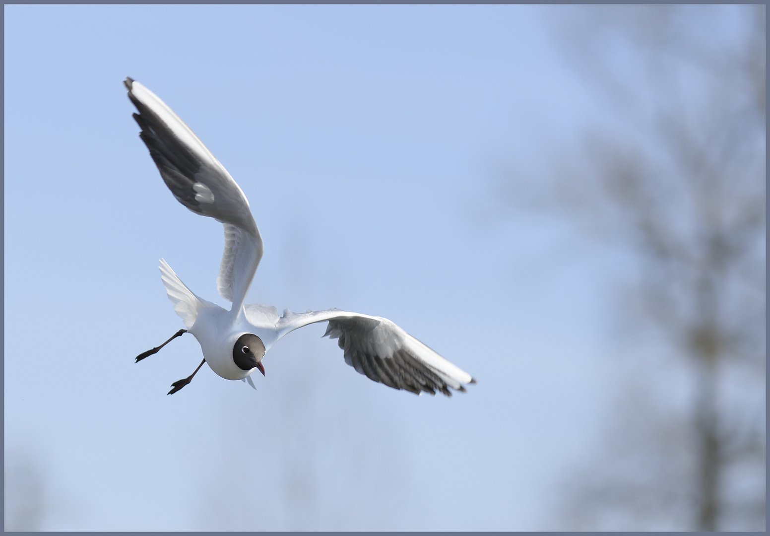 Ulm / Friedrichsau / Sturzflug