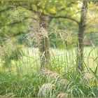 Ulm - Friedrichsau - Wiesen - Herbstbeginn - "filigran"