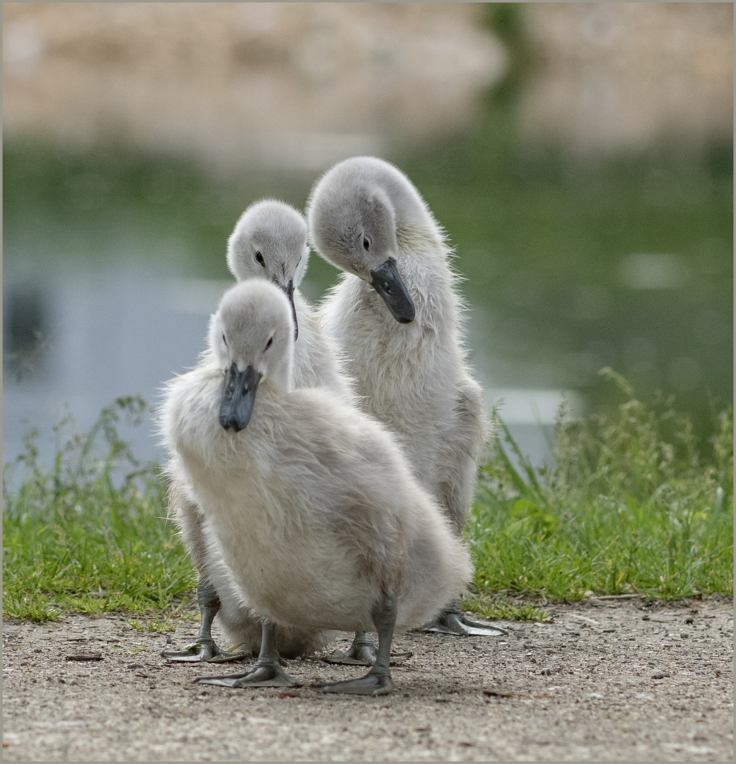 Ulm - Friedrichsau - Young Generation - "Posing"