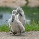 Ulm - Friedrichsau - Young Generation - "Posing"