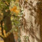 Ulm - Oststadt - Valckenburgufer - "Licht, Schatten, Farbe, Ebenen"