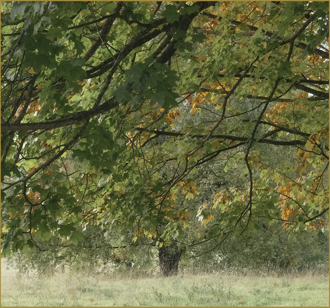 Ulm - Söflingen 10/2020 - "Herbstzauber"