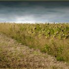 Ulm - Weststadt - Söflingen - Hochsträss - "Herbstfeld"