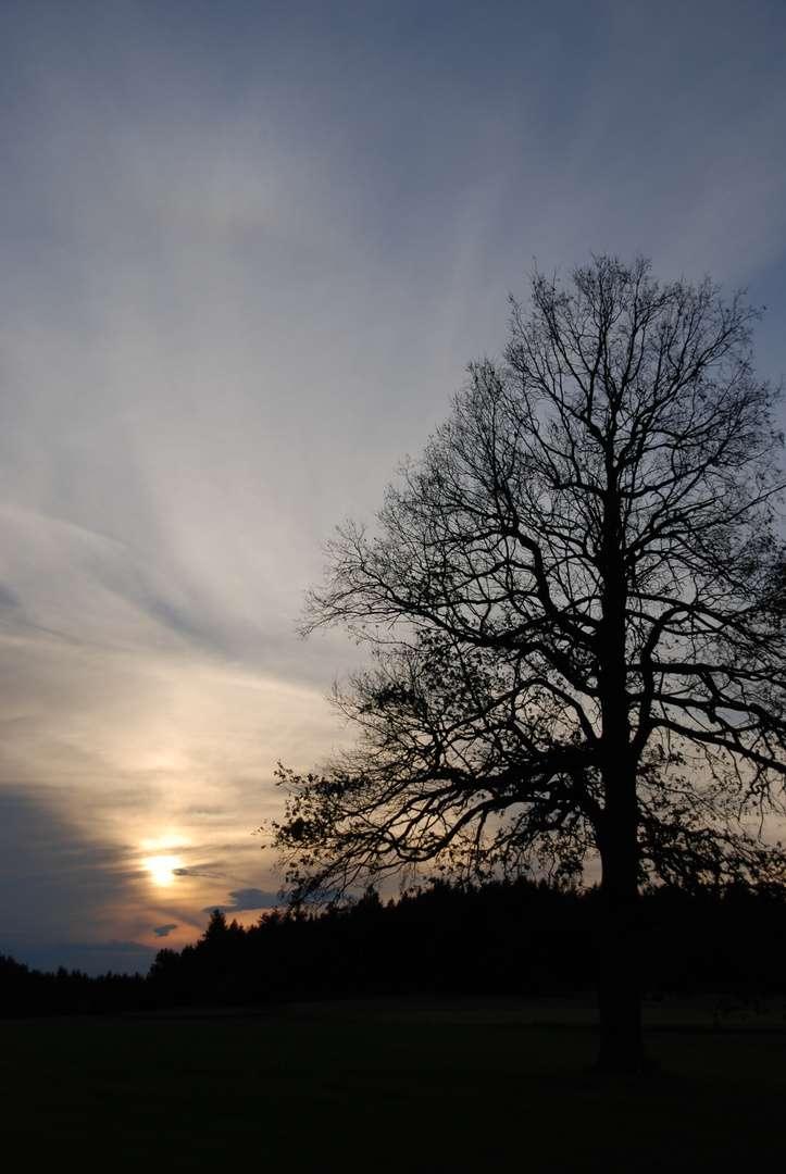 Ulme bei Sonnenuntergang