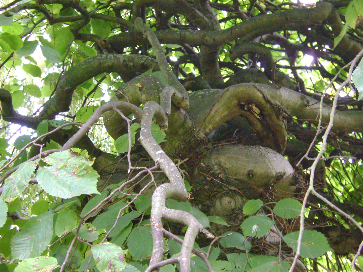 Ulme im Arboretum Greifswald