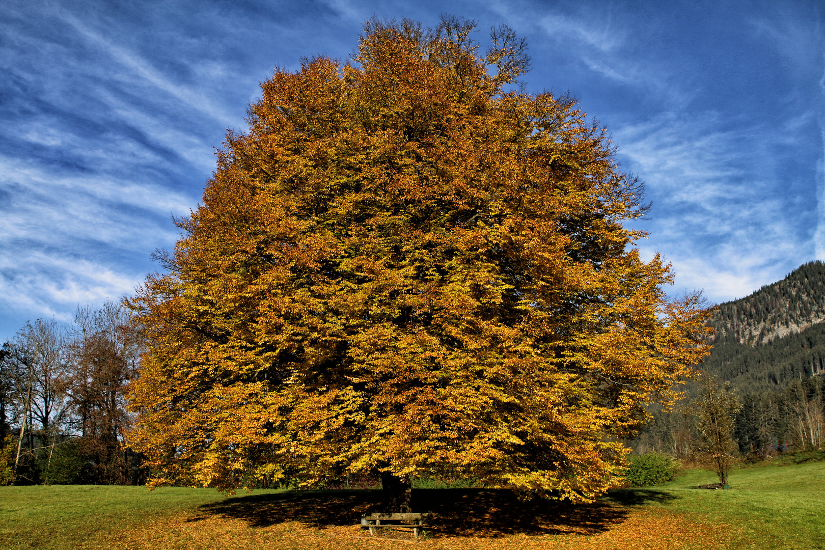 Ulme im Herbst_IMG_9941