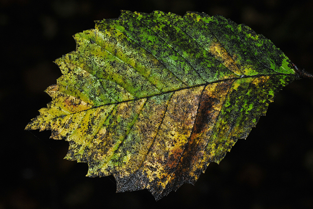 Ulmen – Blatt – Herbst – Kunst