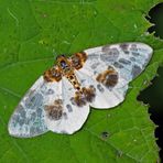 Ulmen-Harlekin (Abraxas sylvata)