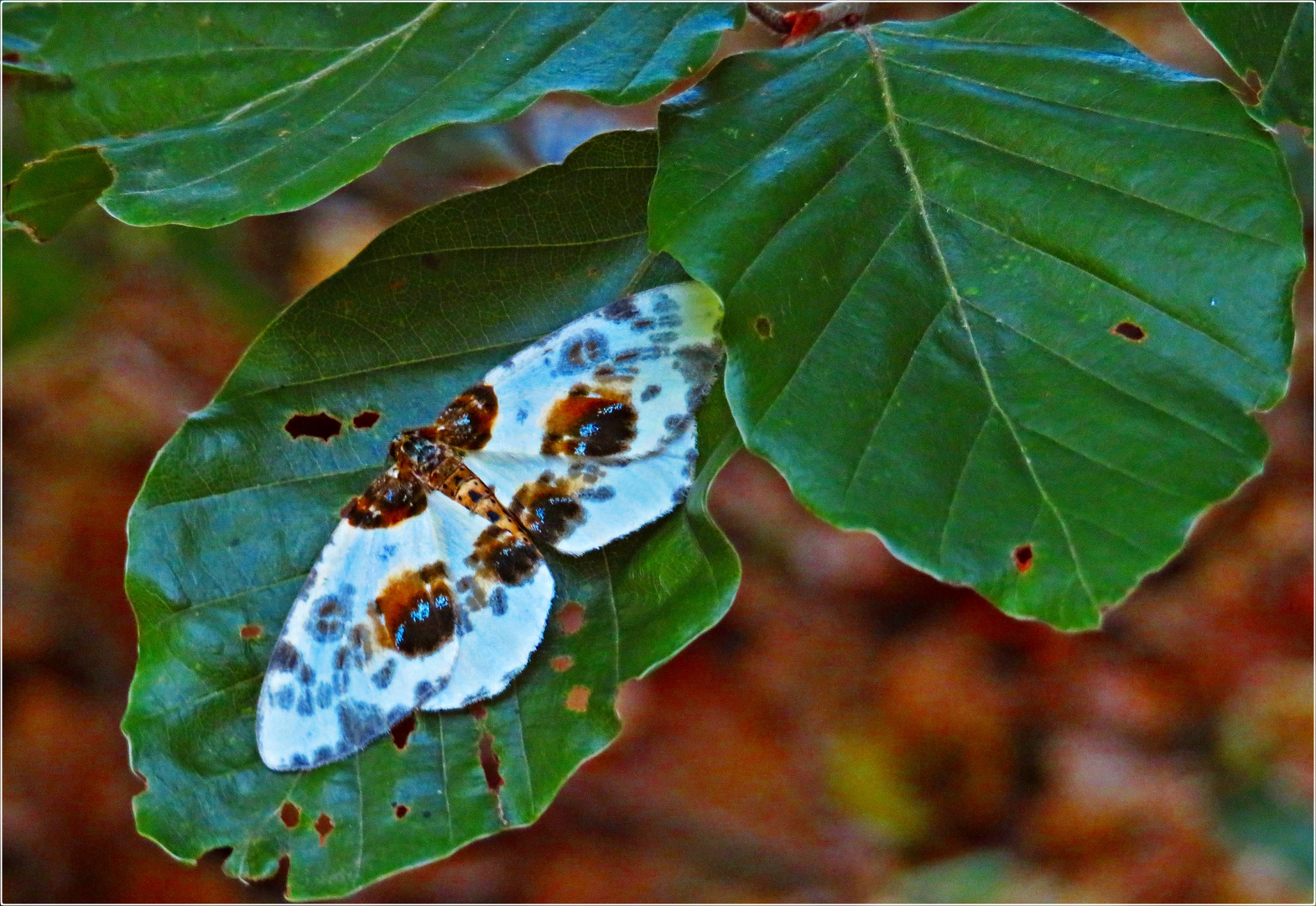 Ulmen-Harlekin_2019_07_10