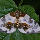 Ulmen-oder auch Traubenkirschen-Harlekin (Abraxas sylvata)