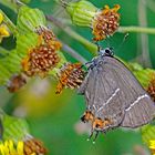 Ulmen-Zipfelfalter (Satyrium w-album)