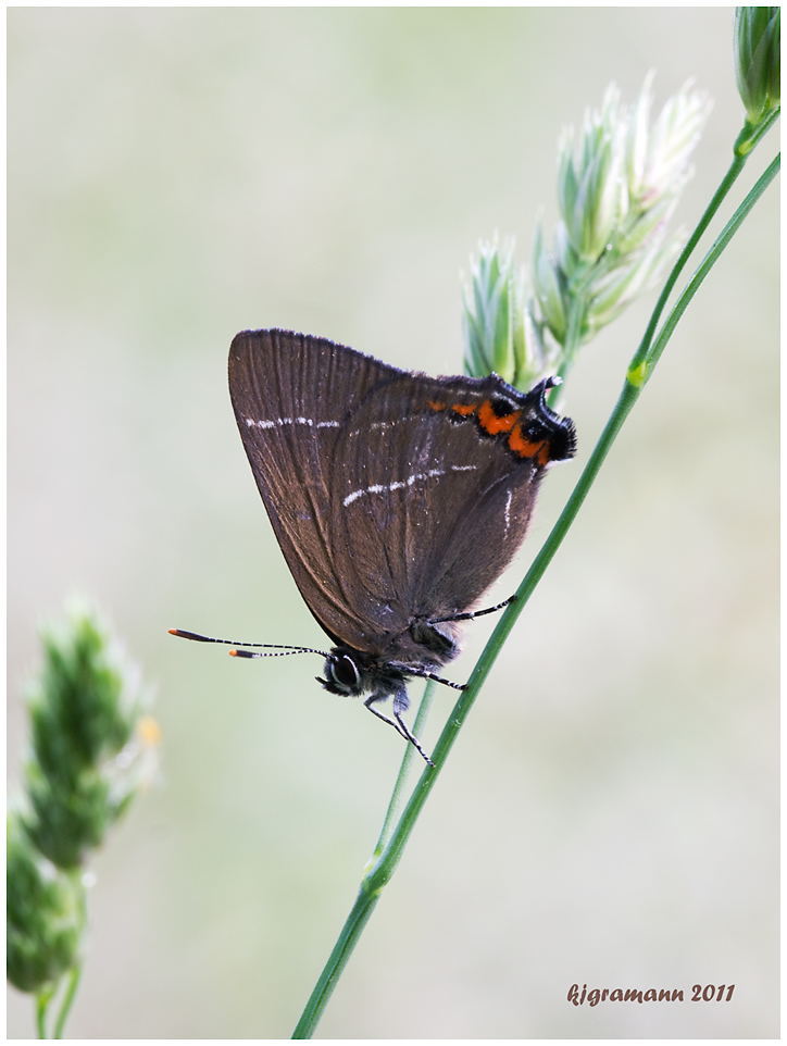 ulmen-zipfelfalter (Satyrium w-album)......