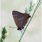 ulmen-zipfelfalter (Satyrium w-album)......