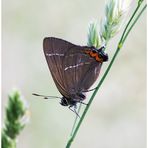 ulmen-zipfelfalter (Satyrium w-album)......