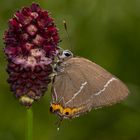 Ulmen-Zipfelfalter (Satyrium w-album)