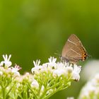 Ulmen-Zipfelfalter (Satyrium w-album)