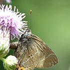 Ulmen-Zipfelfalter Weibchen (Satyrium w-album)