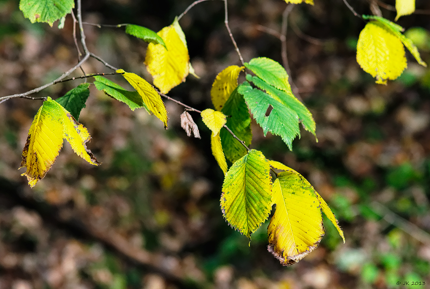 Ulmenherbst