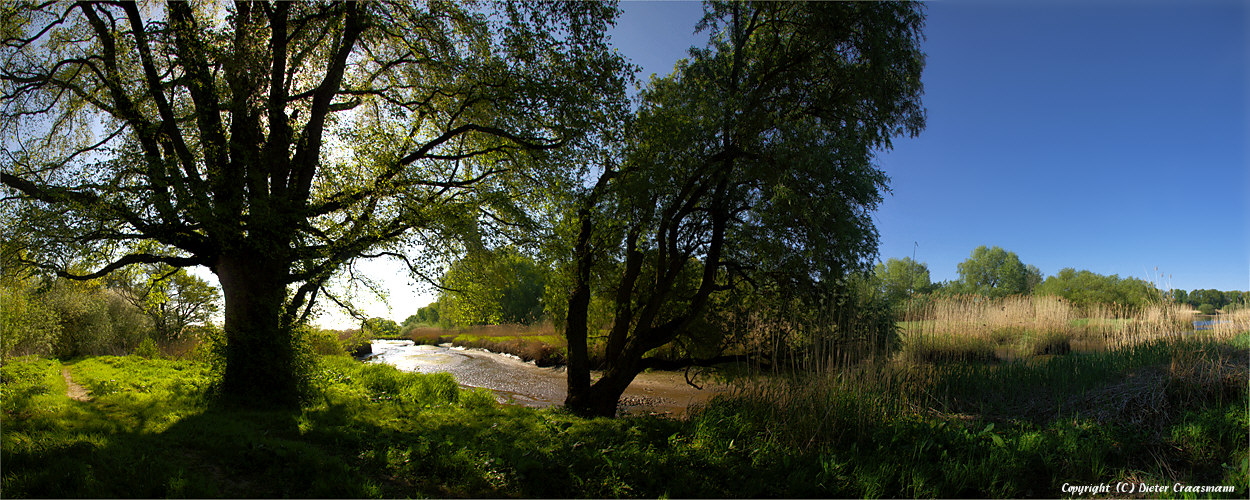 Ulmenpanorama im Mai - Elmtree in may