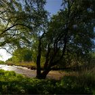 Ulmenpanorama im Mai - Elmtree in may