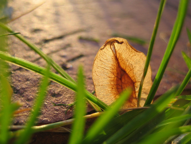 Ulmensamen in der Abendsonne