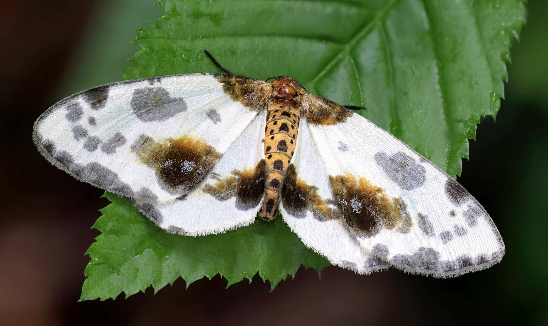 Ulmenspanner ( Abraxas sylvata )