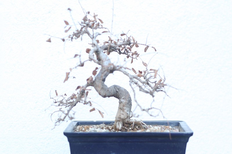 ulmensplintkäfer, / was für ein schöner name - / mein armer bonsai !