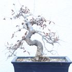 ulmensplintkäfer, / was für ein schöner name - / mein armer bonsai !