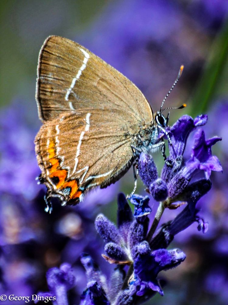 Ulmenzipfelfalter am Lavendel im Garten in Oberberg