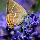 Ulmenzipfelfalter am Lavendel im Garten in Oberberg