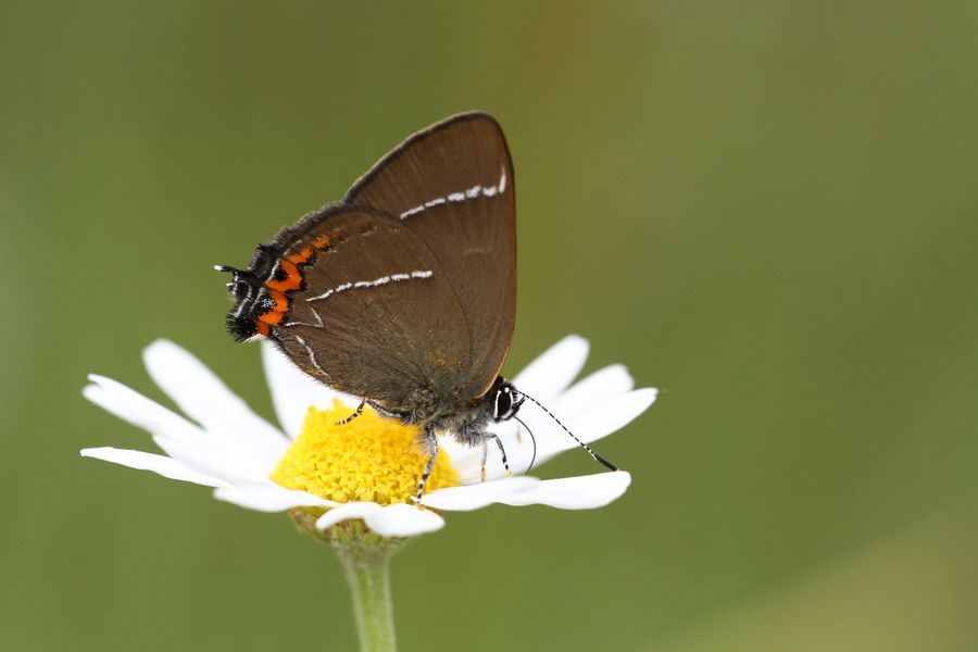 Ulmenzipfelfalter auf Margeritenwiese