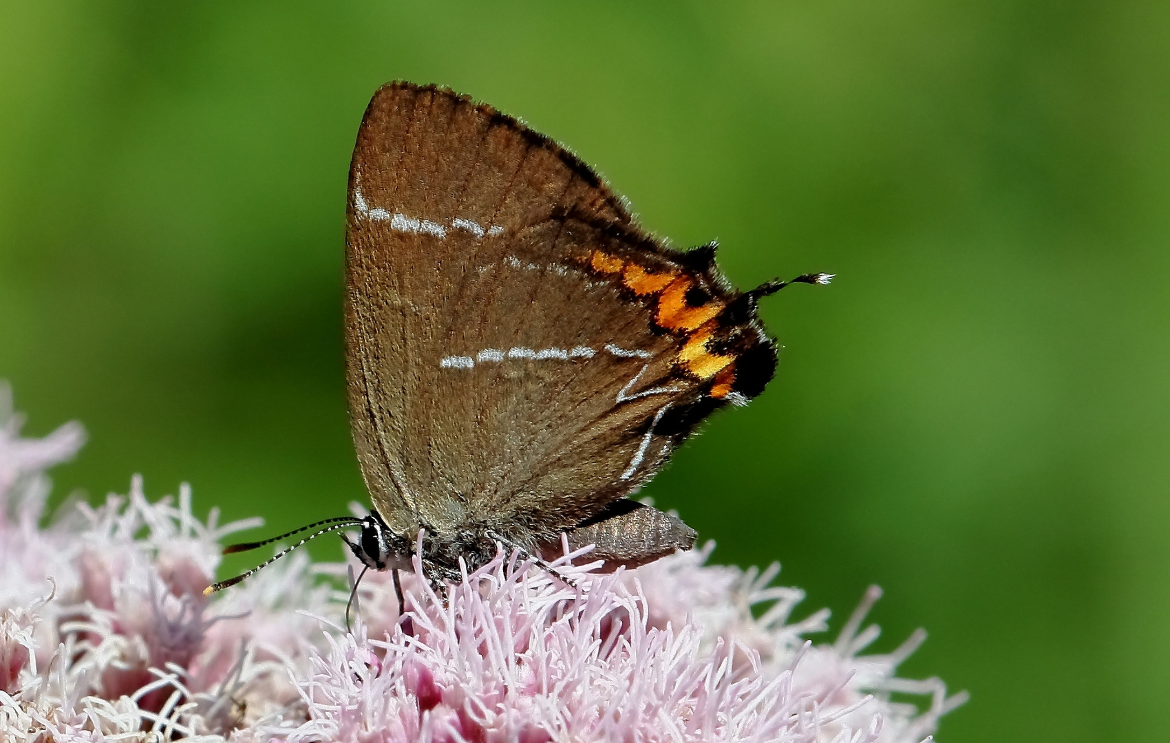 Ulmenzipfelfalter (Satyrium w-album)