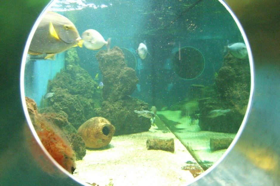 Ulmer Aquarium