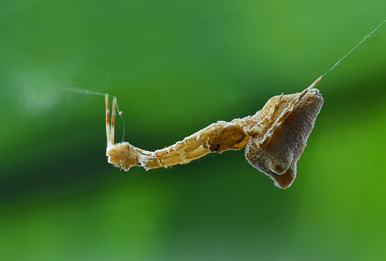 Uloborus plumipes