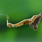 Uloborus plumipes