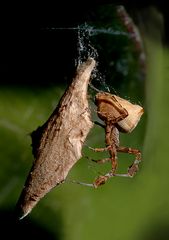 Uloborus plumipes mit Eikokon