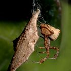 Uloborus plumipes mit Eikokon