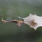 Uloborus plumipes mit Kokon