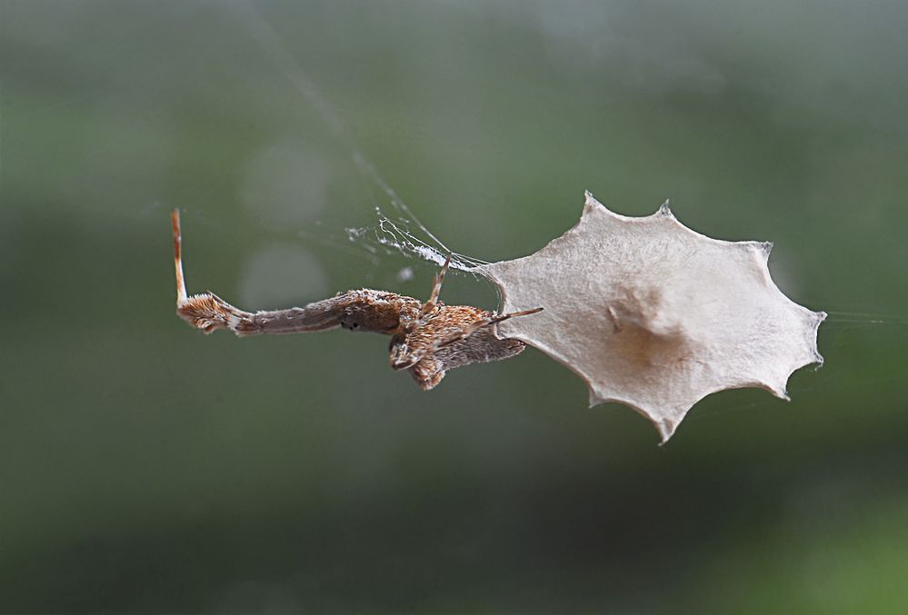 Uloborus plumipes mit Kokon