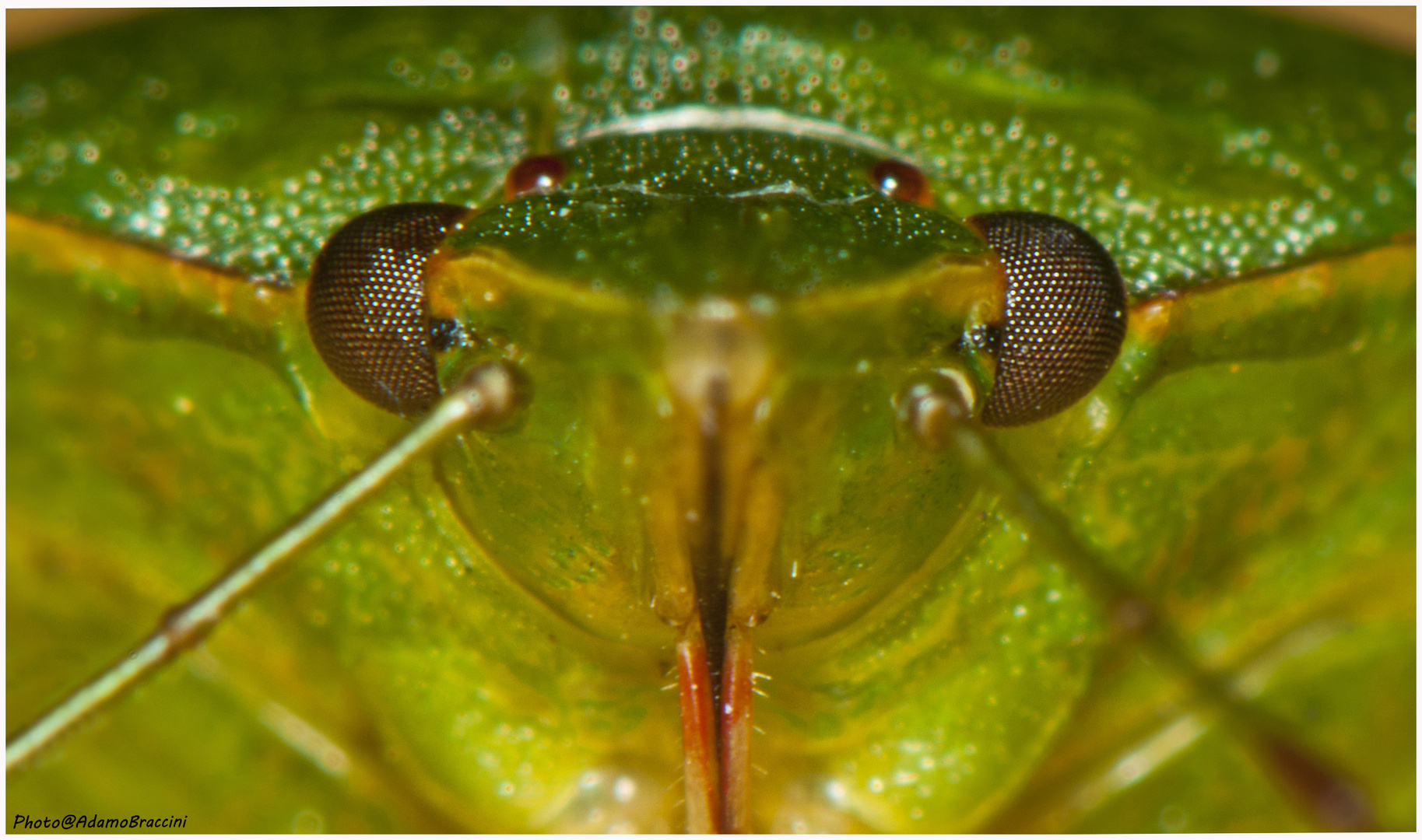 Ultima cimice del giardino