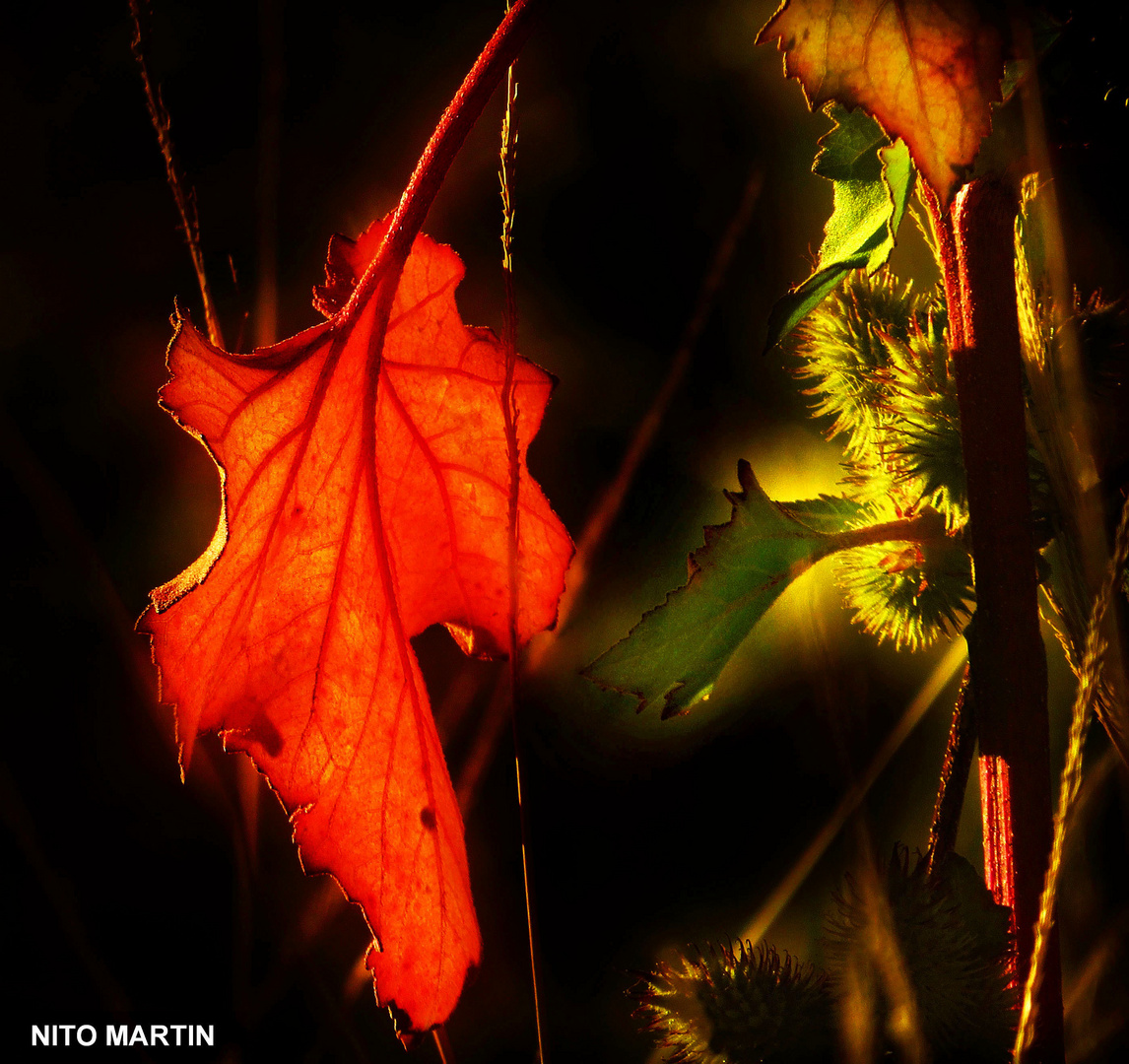 Ultima hoja de otoño