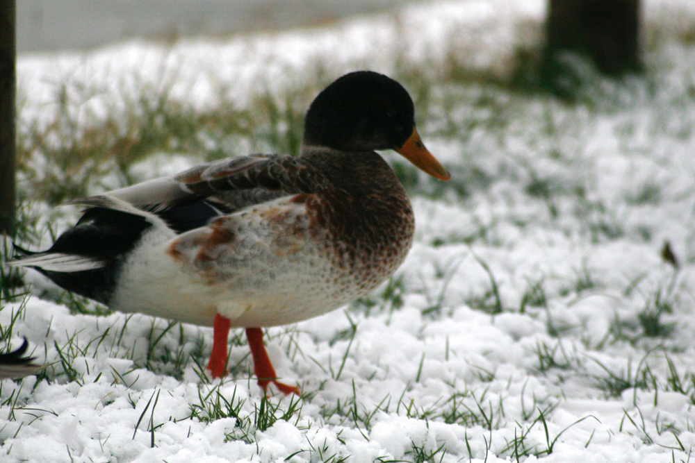 ultima neve di....primavera 4