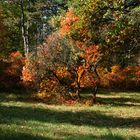 ultime foto di Autunno prima che arrivasse guasta feste Inverno