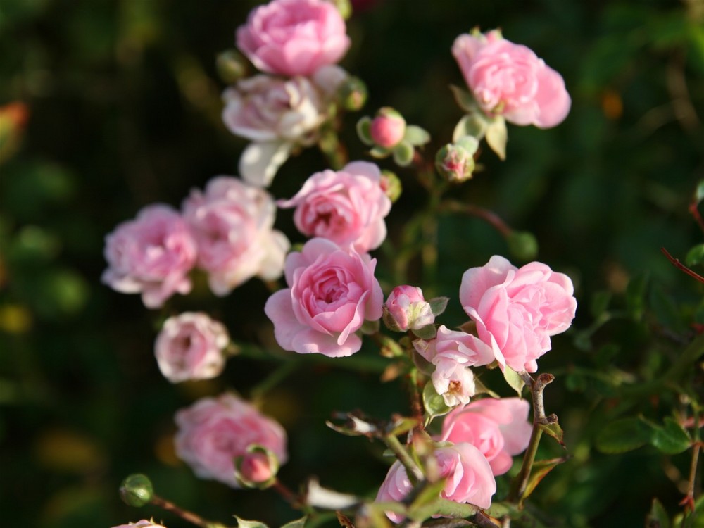 Ultime roselline d'autunno